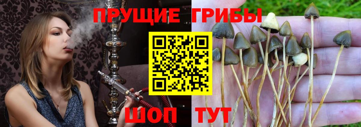 Воскресенск  купить  сайты  Вход с VPN  Псилоцибиновые грибы мицелий 